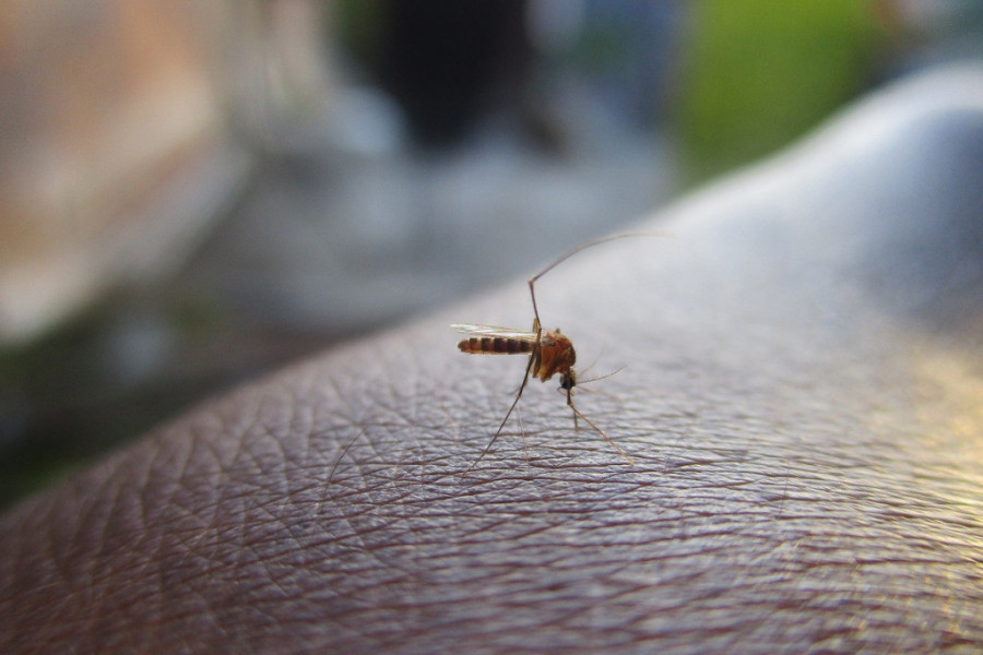 Komarci imaju svoje FAVORITE: Obožavaju ljude sa OVOM krvnom grupom, a evo šta je razlog