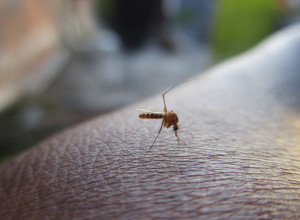 Ovih 5 stvari imate u kući: Kako se u kućnim uslovima rešiti iritacije uboda komarca?!