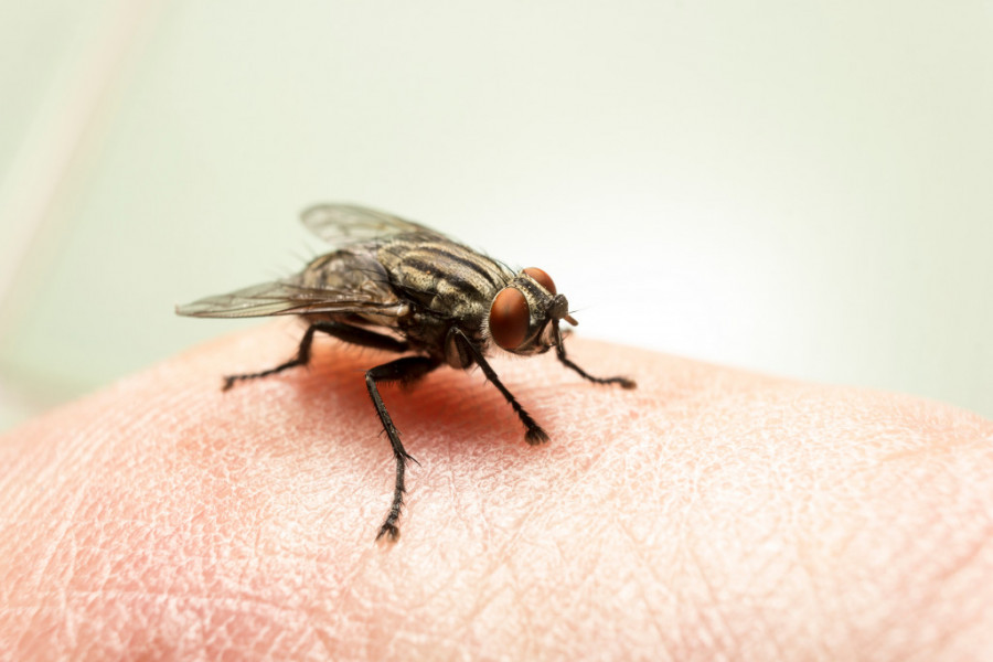 Od tifusa do trovanja hranom: Muve mogu da budu prenosnici različitih, opasnih bolesti