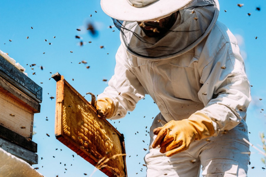 Pazite da vam NE "UVALE" ŠEĆER umesto MEDA: Pčelar Stanko otkrio je ČETIRI načina kako da prepoznate PRIRODNI proizvod