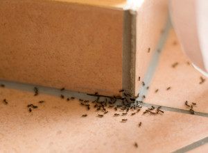 Ako mučite muku sa mravima i komarcima napravite smesu od ova dva sastojka i nestaće zauvek
