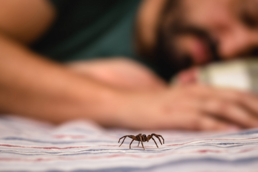 Evo koliko je opasno: Ako vas je ujeo pauk ovo obavezno nanaesite na kožu