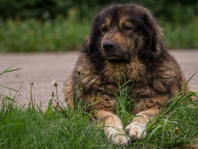 Veterinar Dejan objašnjava kakvi su ŠARPLANINCI i zašto je pas IZUJEDAO do SMRTI ženu iz Kragujevca: Oni jesu NEPOVERLJIVI ali slušaju samo JEDNOG GAZDU