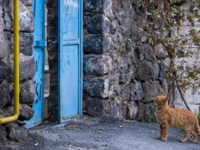 Nepoznata mačka vas prati do kuće: Kad saznate razlog nikad je nećete terati od sebe