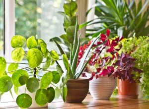 Ove biljke OBAVEZNO morate da imate u vašoj spavaćoj sobi, bićete SREĆNIJI i PRODUKTIVNIJI tokom dana!