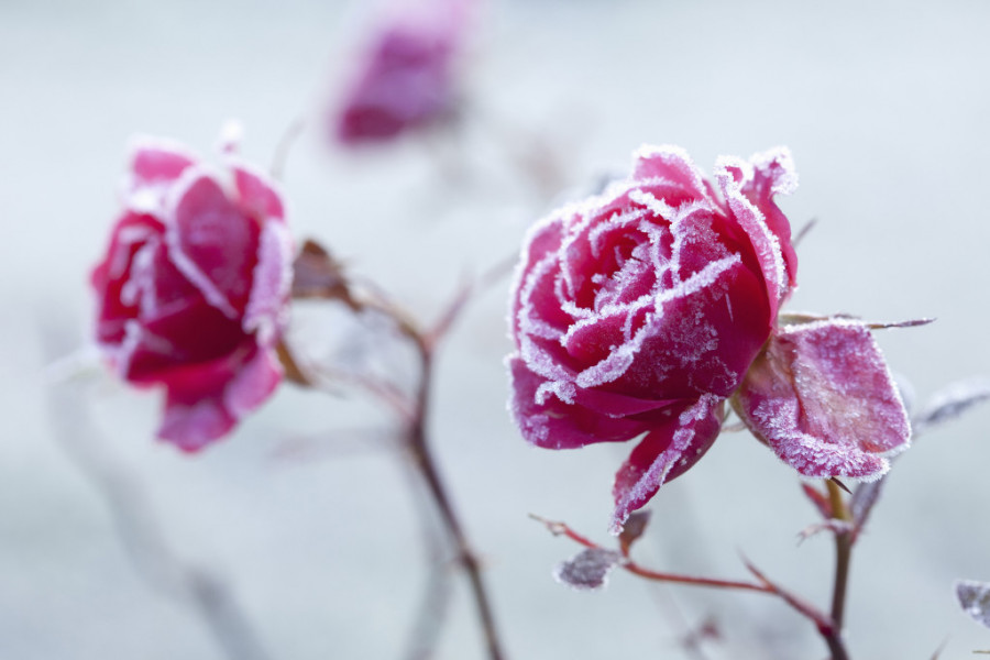 Saveti za nadolazeću ZIMU: Kako da zaštitite RUŽE od mraza? Samo pratite korake