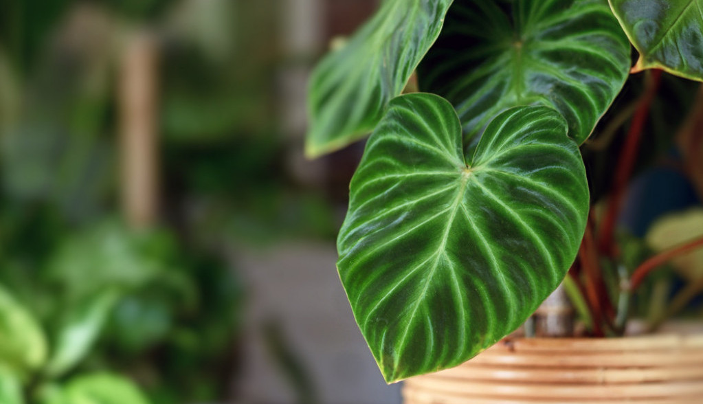 Ove SOBNE biljke unose POZITIVNU energiju u kuću: Neke od njih nude ZDRAVSTVENE i mentalne prednosti