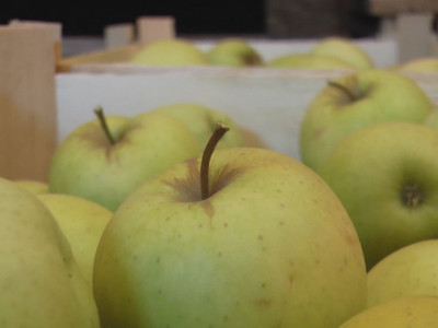 Stari TRIK naših BAKA: Evo zašto se LETI jede jabuka pred SPAVANJE!