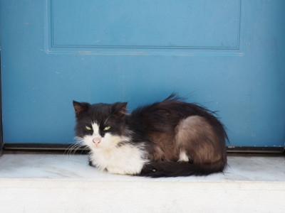 Šta znači kad vam mačka dođe na vrata i neće da ode? Nekima se uopšte neće svideti