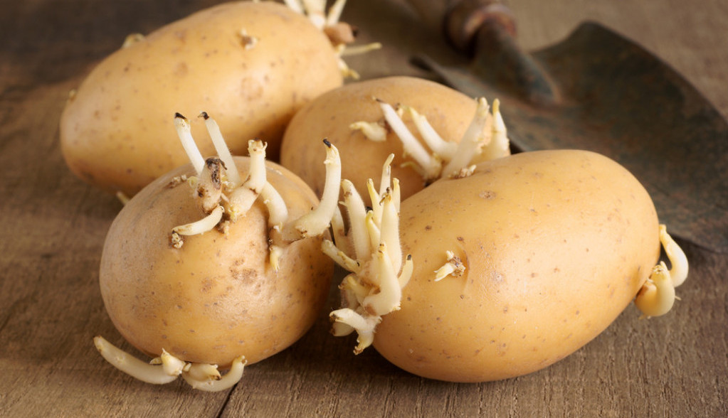 Mnogi se pitaju da li je ZDRAVO jesti PROKLIJALI krompir: Jedan znak je UPOZORENJE da odmah treba da ga BACITE