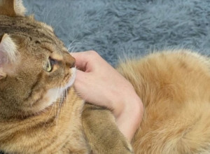 Mačka sprečila ORUŽANU PLJAČKU I SPASILA ŽIVOT VLASNIKU: Nesvakidašnja priča kojom su SVI oduševljeni