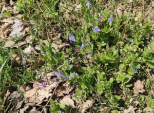 Biljka koja raste SVUDA oko nas je pravo blago: Čisti KRV i jetru, sprečava znojenje i pomaže kod REUME