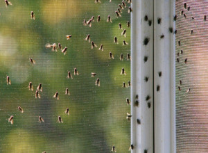 Zauvek se rešite MUVA: Probajte ovo REŠENJE zbog kog se više NEĆE vraćati