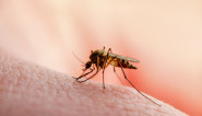 Kreće NAJEZDA komaraca: Napravite prirodan sprej i rešite se napasti