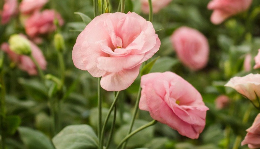 Ako donesete u dom OVAJ predivni cvet, pratiće vas SREĆA: Nabavite ga što pre jer i DIVNO miriše