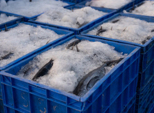 Ne kupujte ove ribe! One su opasne po vaše zdravlje: Mogu izazvati upale, srčana oboljenja i loš holesterol