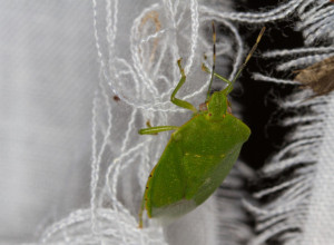 Prirodni sprej protiv SMRDIBUBA: Rešite se NAPASTI pomoću samo TRI sastojka!