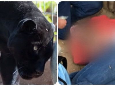 Žena preživela napad CRNOG PANTERA: Htela je da se ZABAVI, a završila u kandžama životinje od koje DANAS strahuje cela SRBIJA