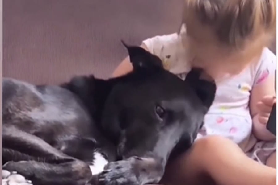 Ovo je NAJSLAĐI video koji ćete danas pogledati: Ljubav i PRIJATELJSTVO između devojčice i psa će vas RASTOPITI!