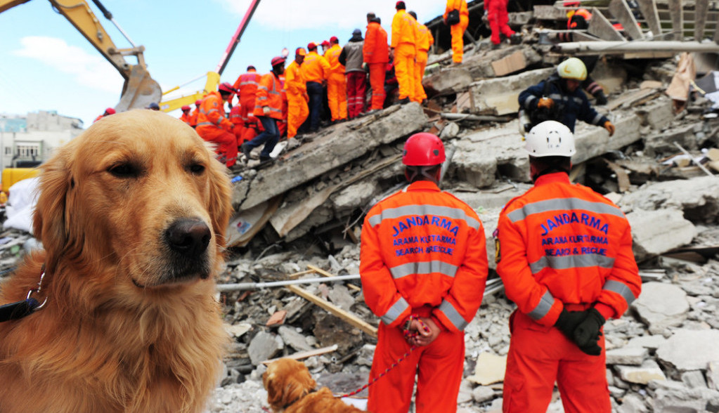 Pitali smo VETERINARA da li psi mogu da PREDOSETE zemljotres: Evo kako se ponašaju samo PAR sati pre podrhtavanja tla