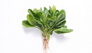 Kad jedete zelje u vašem organizmu događaju se tri sjajne stvari: Ukusna zelena liska za fantastično zdravlje!