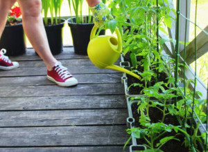 Zasadite VOĆE i povrće u stanu: Bez dosadnog uputstva, postanite majstor baštovanstva! (VIDEO)