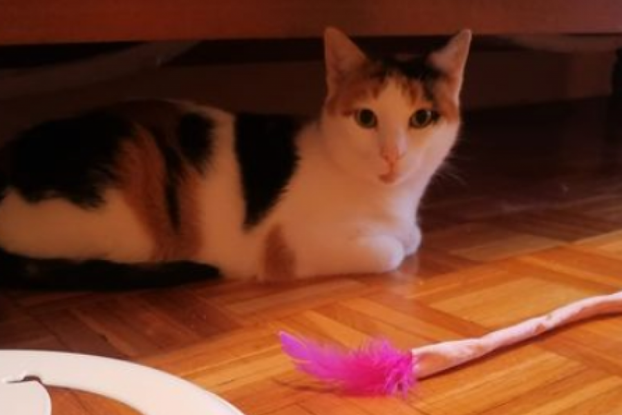 Pronašli smo deku iz Zemuna čiji je oglas rasplakao Srbiju: 