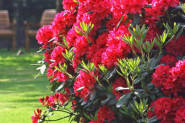 Rododendron