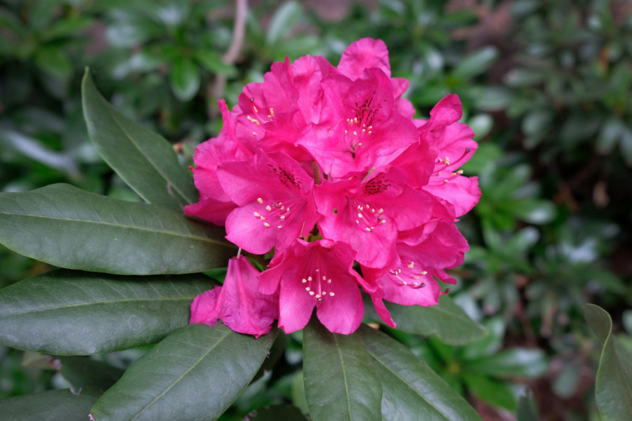 rododendron