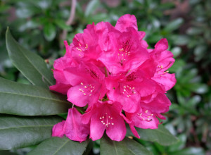 rododendron