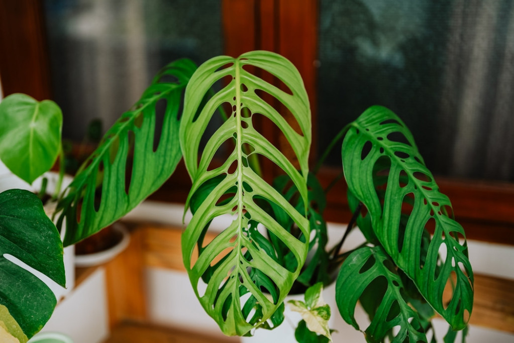 monstera