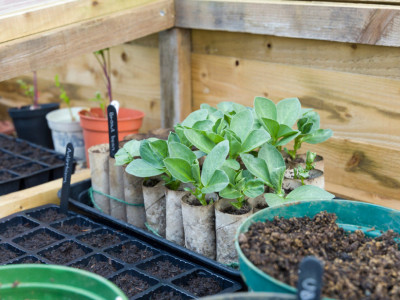 greenhouse in winter