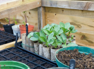 greenhouse in winter