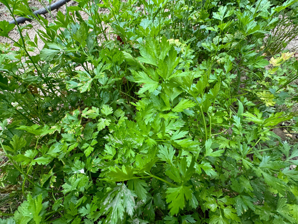 Shutterstock/butterfly's dream