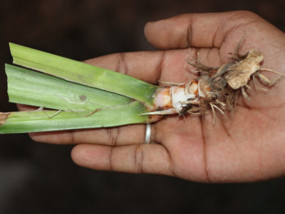 Acorus calamus