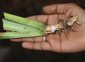 Acorus calamus