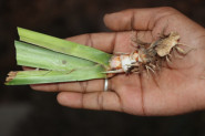 Acorus calamus