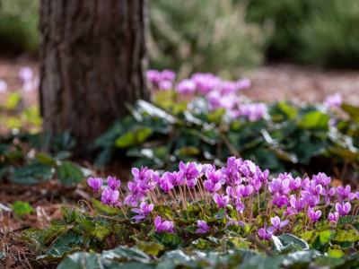 Cyclamen