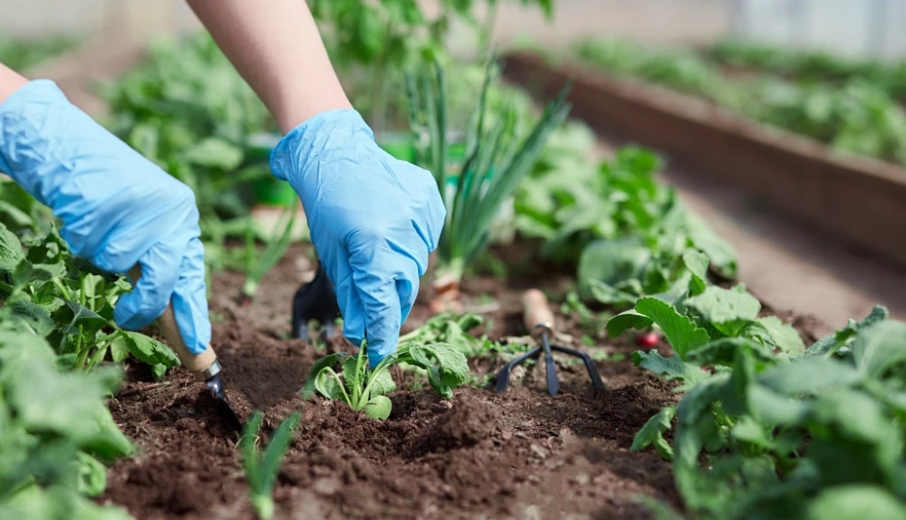 Vidjeti burmu svog pokojnog muža poslije 35 godina probudilo je mnoga sjećanja iz prošlosti i razmišljanja kod žene