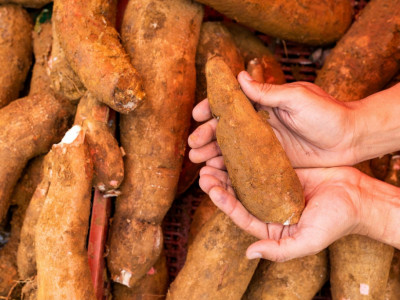 Cassava plant