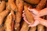 Cassava plant