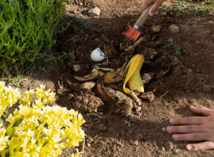 Kora od banane