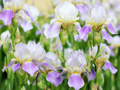 iris