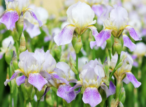 iris