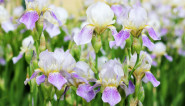 iris