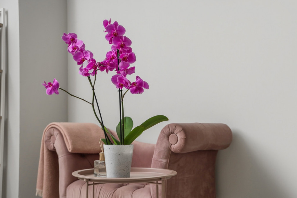 orhideja