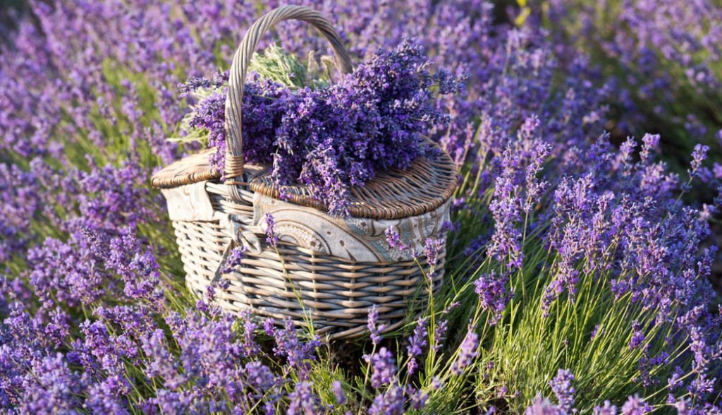lavanda