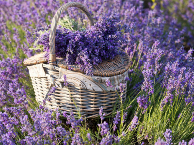 lavanda