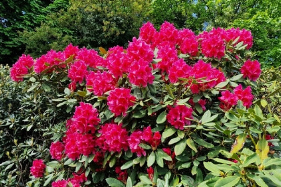 rododendron