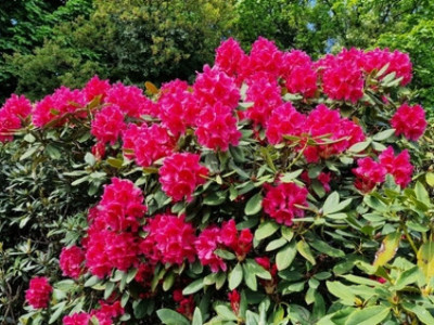 rododendron